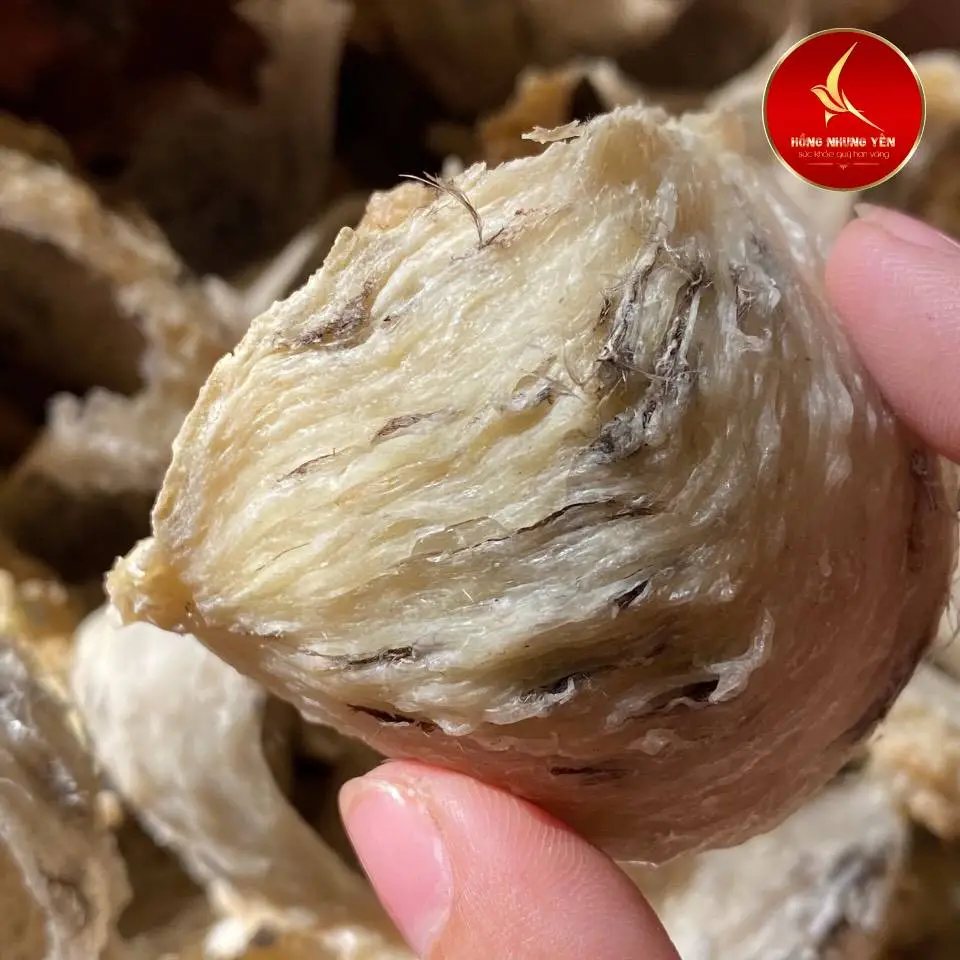 Phân biệt tổ yến thật và tổ yến sào giả